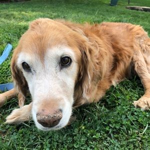 Meet your Posher, Callie